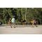 Pickleball set CROSSNET Pickleball set CROSSNET